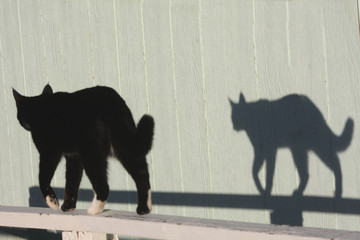 A black and white cat walking on a railing throws a shadow 