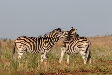 Fototapeta na wymiar Zebra shouting at another zebra
