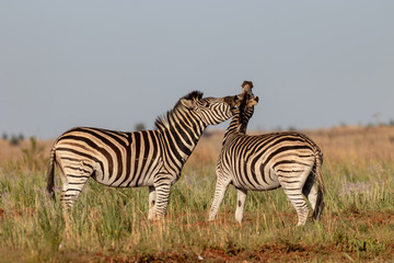 Fototapeta na wymiar Zebra fooling about