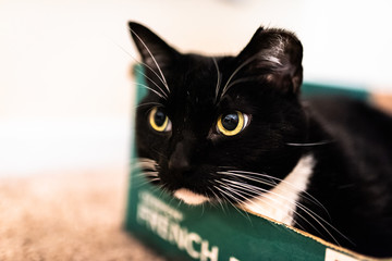 Black Cat in Box