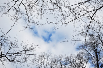 Winter blue sky with some clouds and branches of trees