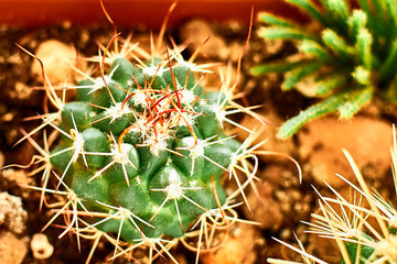 Cactus mammillaria green with beautiful powerful hooked spines.