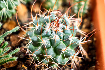Naklejka na ściany i meble Cactus mammillaria green with beautiful powerful hooked spines.