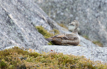 Eider