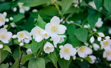 flowering apple tree branch