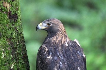 Portrait of a Golden Eagle