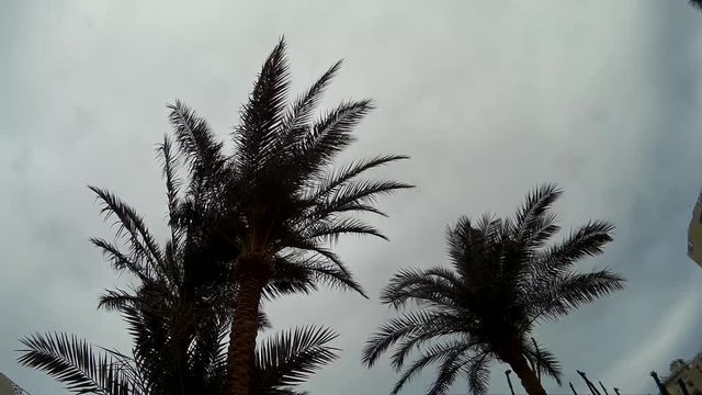 Palm Trees silhouette against cloudy Sky