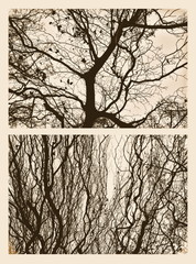 Autumn naked trees crossed branches silhouette foliage