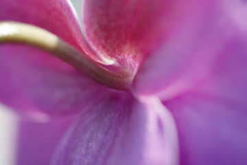 Fototapeta premium blühende Blumen