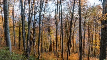 Beautiful autumn forest. Krasnaya Polyana, Russia.