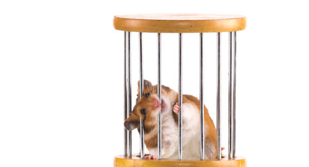 Funny Hamster Cage  
