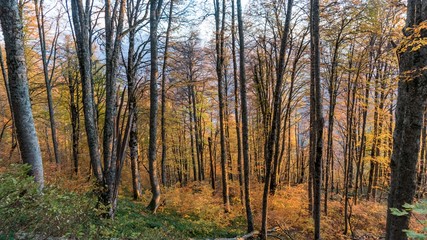 Beautiful autumn forest. Krasnaya Polyana, Russia.