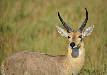 Riedbock im Nationalpark bei Maputo