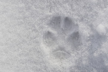 Traces of an animal in the snow.