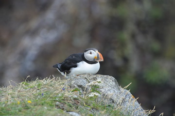 Puffin Watching closeup