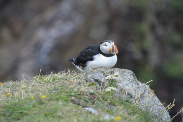 Puffin Watching closeup