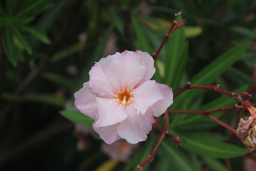 pink oleander
