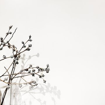 a dried branch of eucalyptus flower with shadow on white background