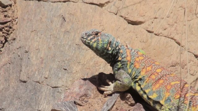 Ornate mastigure lizard in the rocky desert
