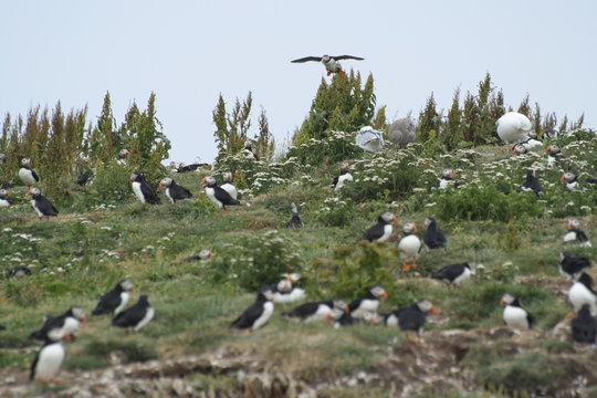 Puffine viewing Site, Elliston, Newfoundland