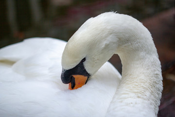 Swan Pruning