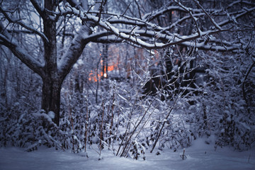 Night. Trees in the snow. Light from the lantern in the distance. Russia