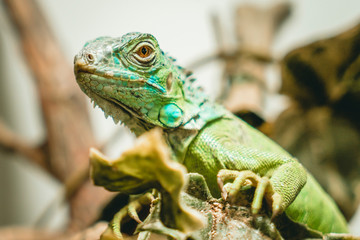 Iguana