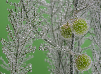 Plant with green round fruits under water covered with small bubbles on a green background.