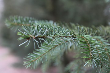 Naklejka na ściany i meble green pine needles closeup in the forest in winter