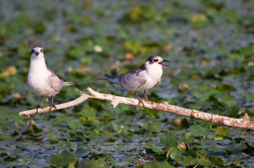 Two birds at Lake Skadar / Montenegro