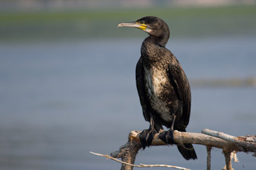 Close up view of a cormorant at Skadar lake of Montenegro