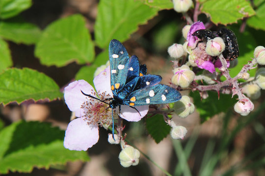 Zygaena ephialtes; Ver&auml;nderliches Rotwidderchen