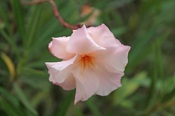 oleander