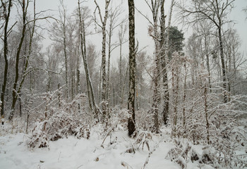 Winter forest in the snow. Trees and bushes in the snow. Snow on the branches of trees. Frosty, winter forest.