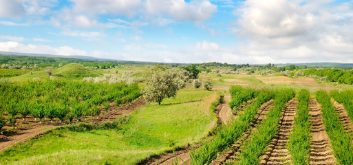 Fototapeta na wymiar Orchard, green meadows and blue sky. Wide photo .