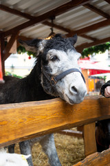 White and black furry donkey behind wooden fence on celebration of Christmas on market in Prague
