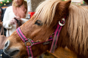 Adorable chestnut pony behind wooden fence on annual Christmas market with people walking around, Prague