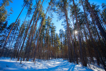 Fototapete bei efototapeten.de bestellen   