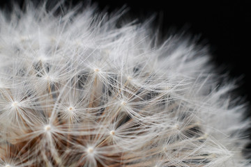 Closeup of a dandelion