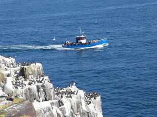 Farne Islands