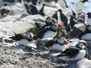 Farne Islands