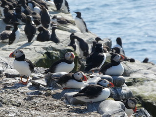 Farne Islands