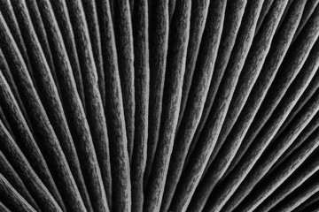 Mushroom gills closeup