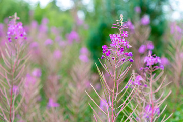 Close up photo of pink flowers. The background is colored and out of focus. From the left there is a free, empty space. Sunny weather.