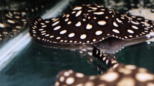 Nice stingrays Potamotrygon Black Diamond with white spots on the surface in clear water in beautiful health and behaviour
