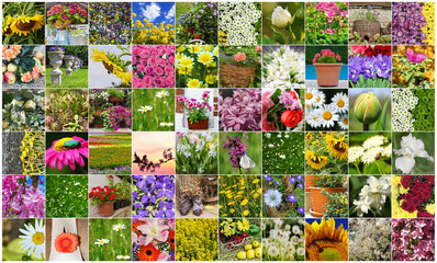 collage of field and garden blooming flowers