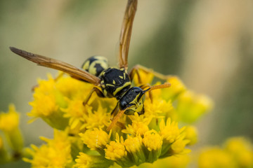 Wasp feeds on nectar from flowers