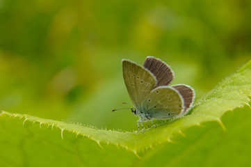 Fantastic butterfly on a green background. Cupido discolored / Cupido decolorata