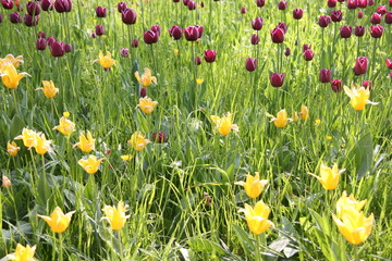 Obraz premium Tulpen