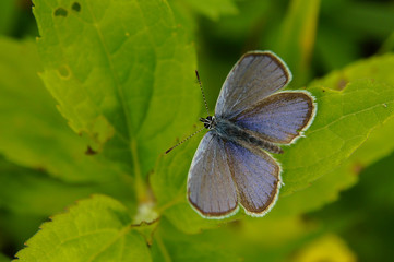 A beautiful butterfly on a green background. Cupido discolored / Cupido decolorata